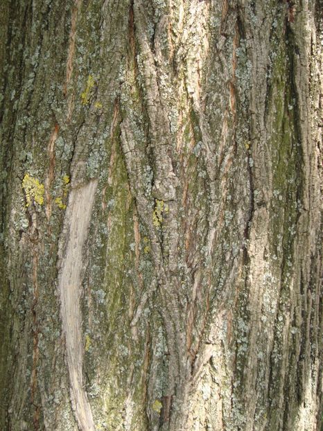 Acer platanoides 3 - Paltin de camp - Acer platanoides