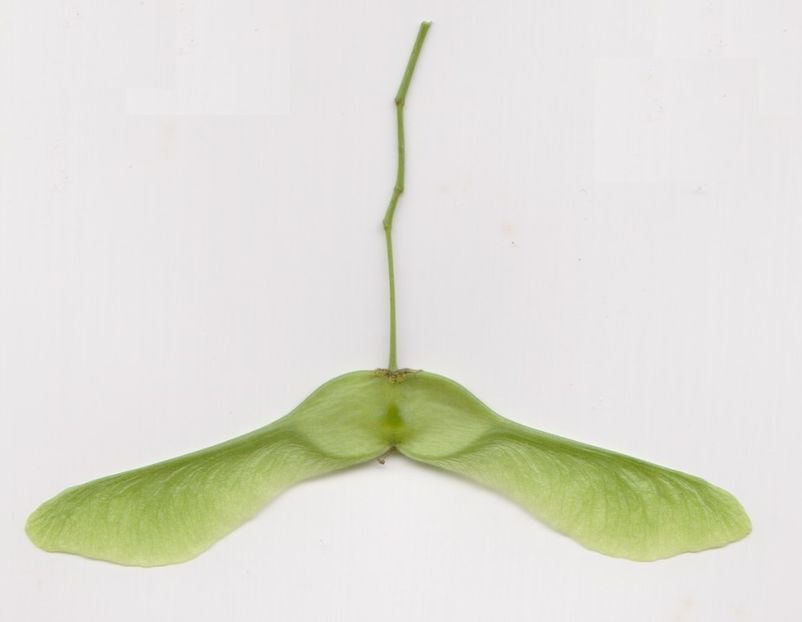 Fruct de paltin de camp - V1 - Variabilitatea fructelor de Paltin de camp - Acer platanoides