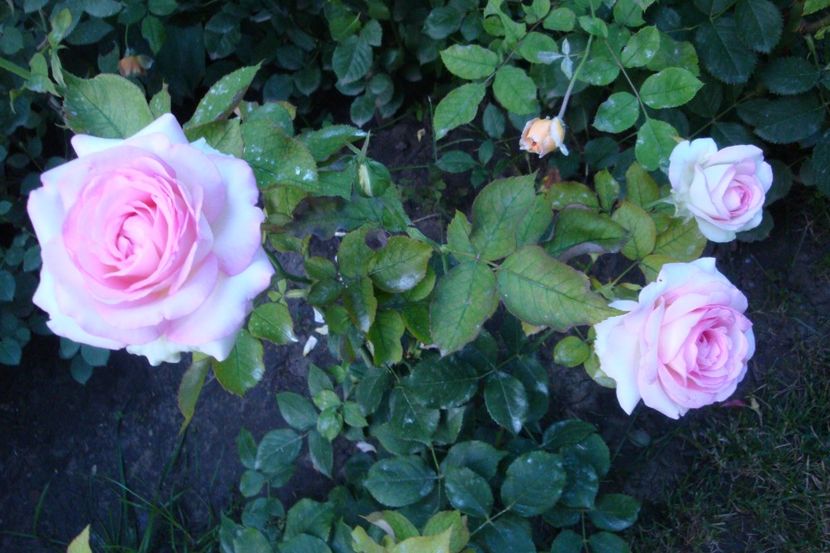  - Biedermeier Garden