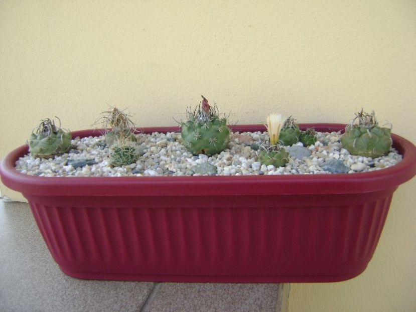 Grup de 7 Turbinicarpus - Cactusi 2018 bis bis