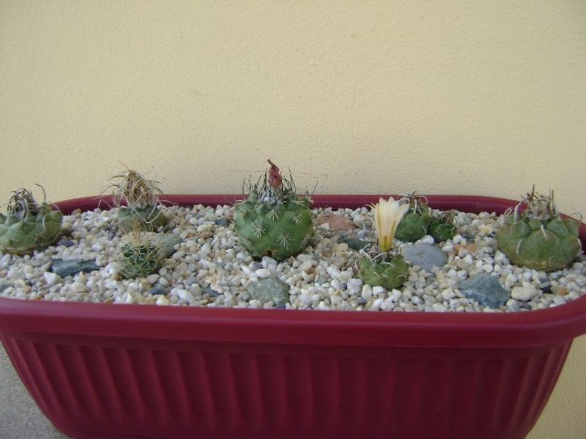 Grup de 7 Turbinicarpus - Cactusi 2018 bis bis