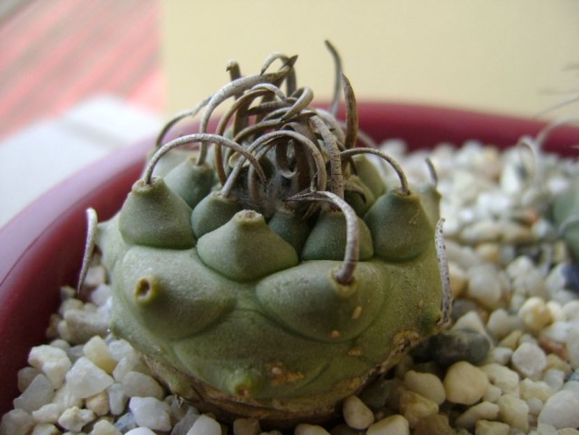 Turbinicarpus macrochele v. screvispinum - Cactusi 2018 bis bis