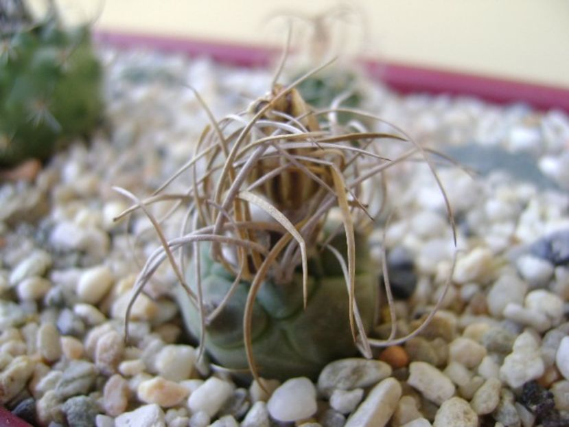 Turbinicarpus macrochele v. kupcakii - Cactusi 2018 bis bis