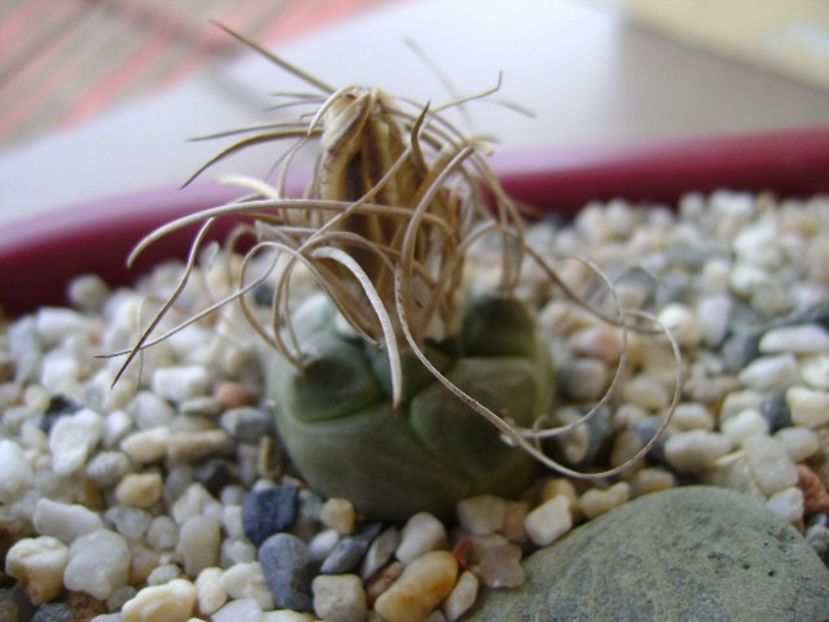 Turbinicarpus macrochele v. kupcakii - Cactusi 2018 bis bis