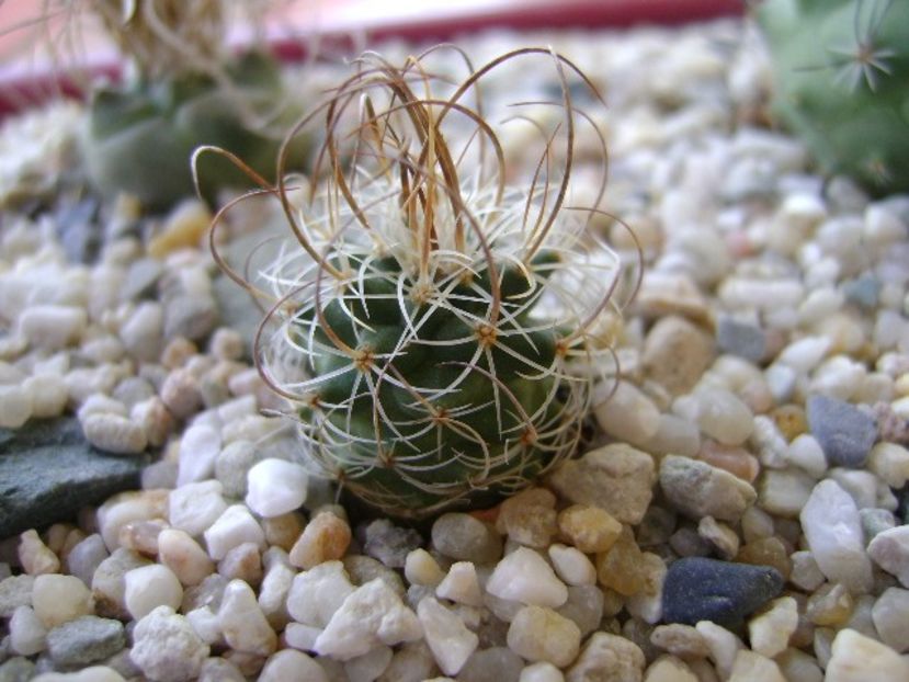 Turbinicarpus graminispinus - Cactusi 2018 bis bis