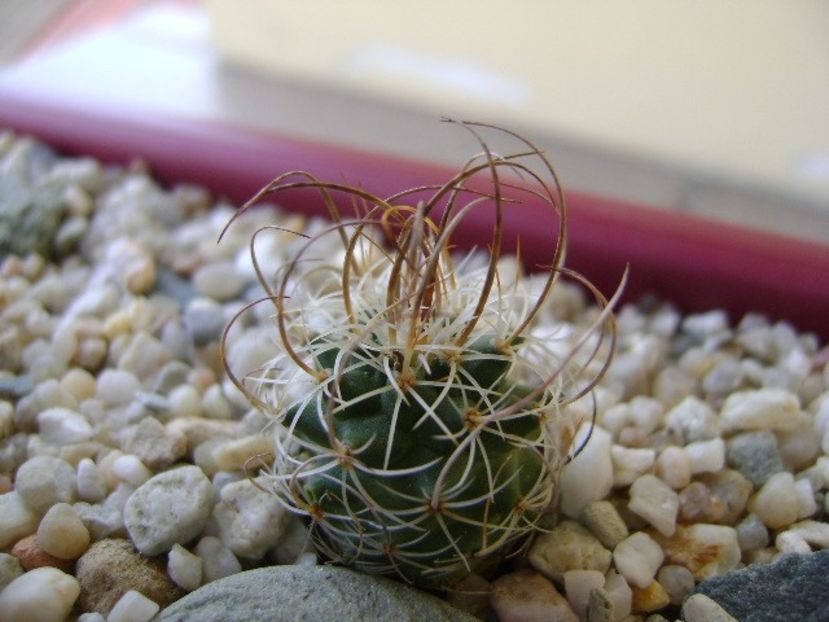 Turbinicarpus graminispinus - Cactusi 2018 bis bis