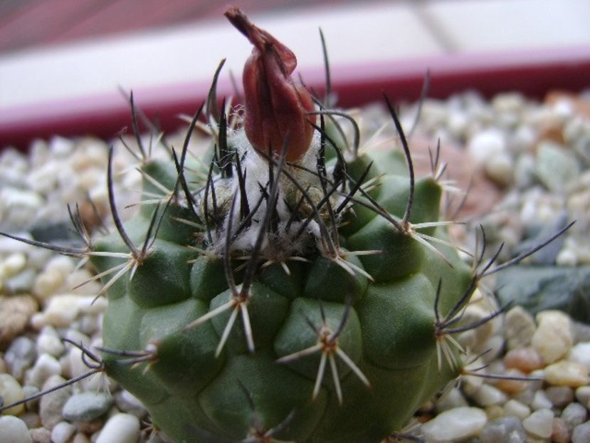 Turbinicarpus viereckii - Cactusi 2018 bis bis