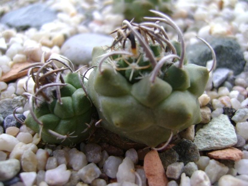 Turbinicarpus klinkerianus - Cactusi 2018 bis bis