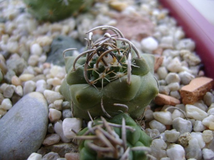 Turbinicarpus klinkerianus - Cactusi 2018 bis bis