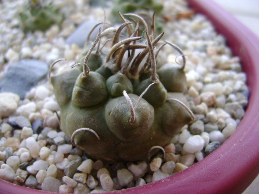 Turbinicarpus schwarzii v. rubriflorus - Cactusi 2018 bis bis