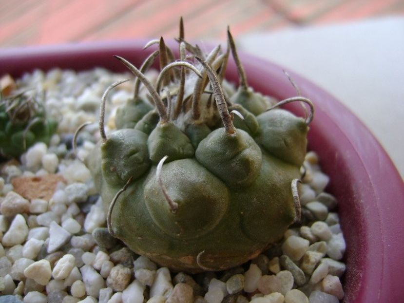 Turbinicarpus schwarzii v. rubriflorus - Cactusi 2018 bis bis