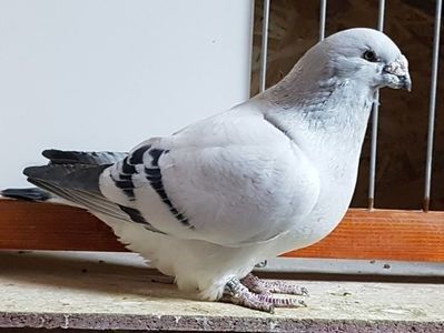 M-2014-655 - 0-VRdF-de vanzare-2019