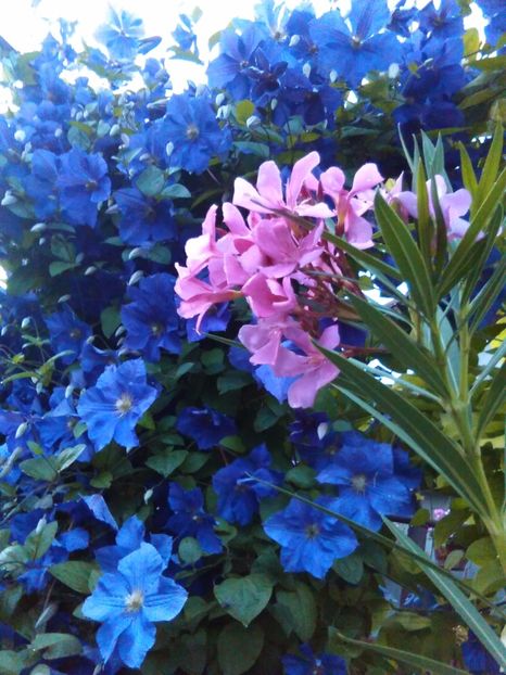 belle-hellene - Leandrii 2017-2018