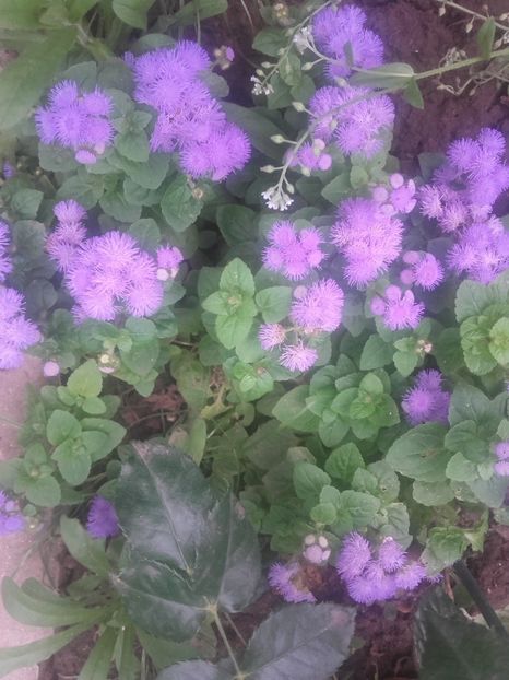 Pufuleti albastri - Gradina-2018