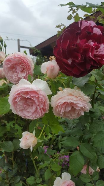  - The Wedgwood Rose