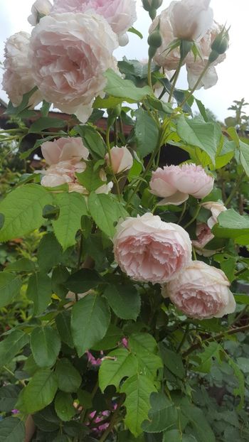  - The Wedgwood Rose