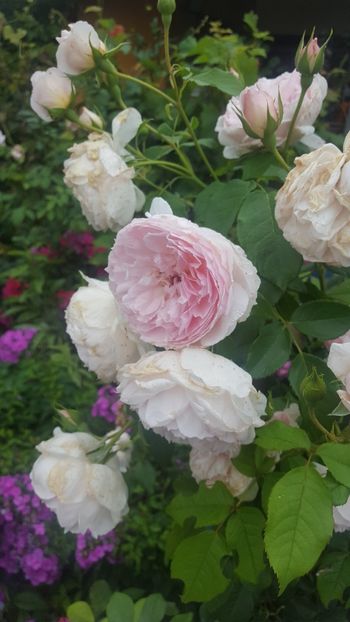  - The Wedgwood Rose