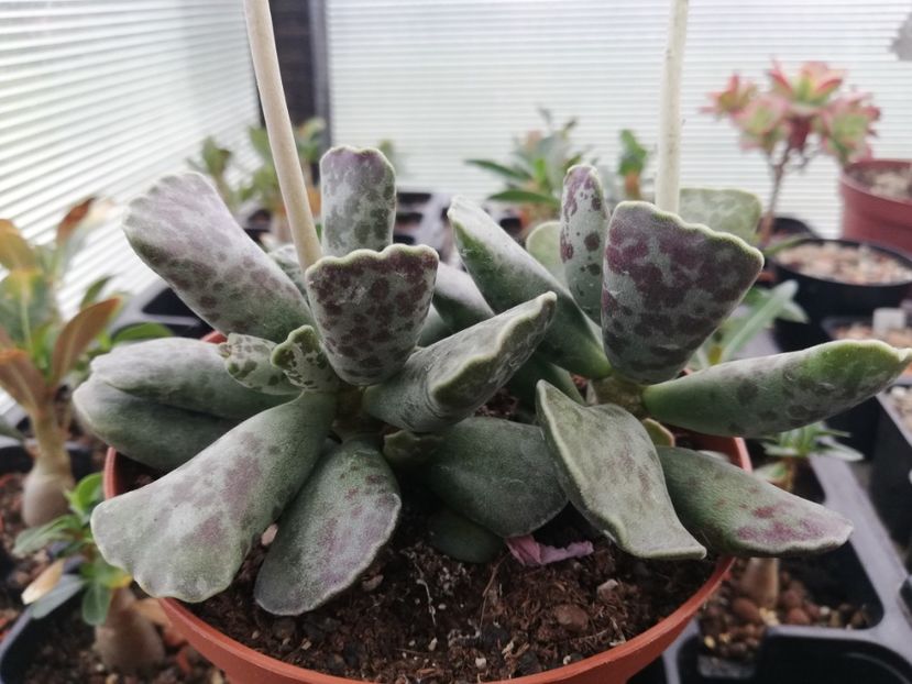 Adromischus cooperi - Adromischus