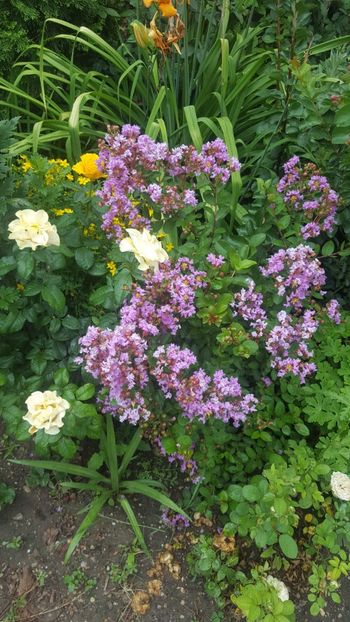  - Lagerstroemia indica 2018