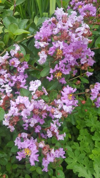  - Lagerstroemia indica 2018