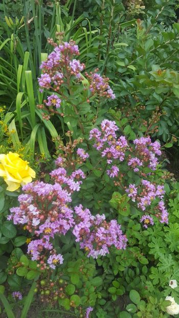  - Lagerstroemia indica 2018