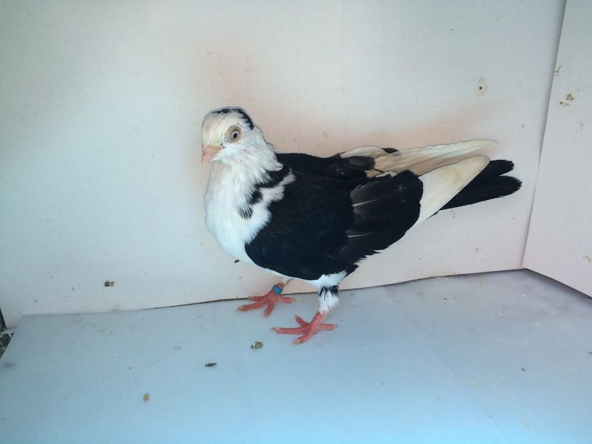 7085  mascul  2018_2 - tineret 2018