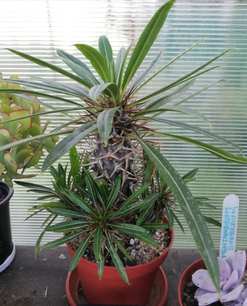 Pachypodium lamerei - Pachypodium