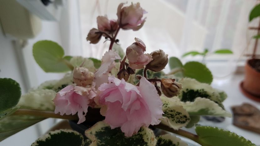 Ian Bokal 1 - Ian Bokal- pierdut