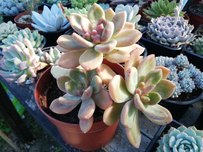 Cremneria mutabilis - Cremneria