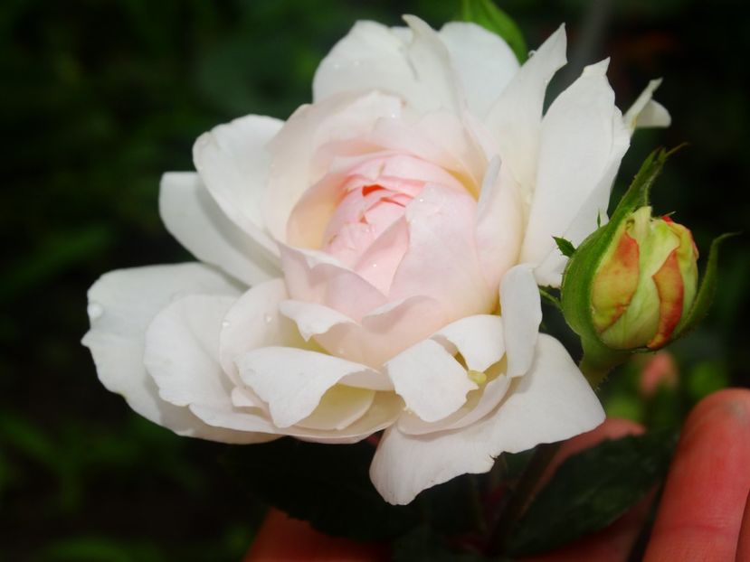  - Stephanie Baronin Zu Guttenberg