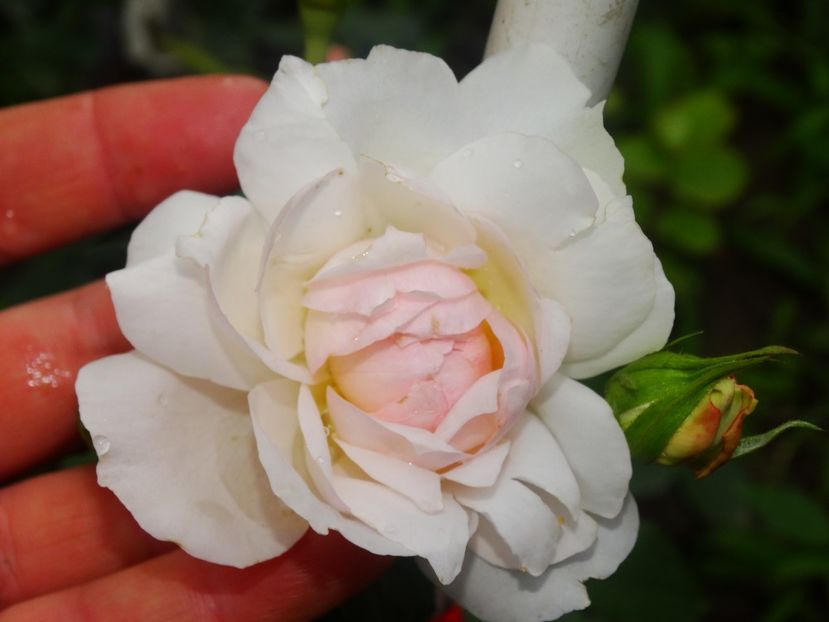  - Stephanie Baronin Zu Guttenberg