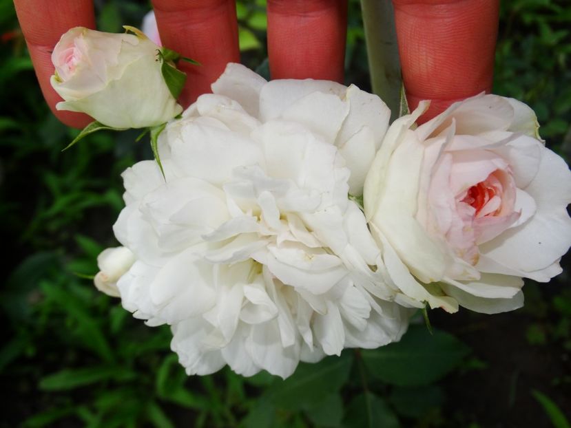  - Stephanie Baronin Zu Guttenberg