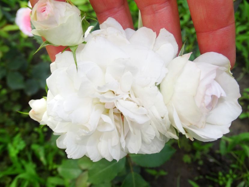  - Stephanie Baronin Zu Guttenberg