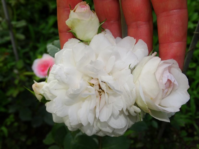  - Stephanie Baronin Zu Guttenberg