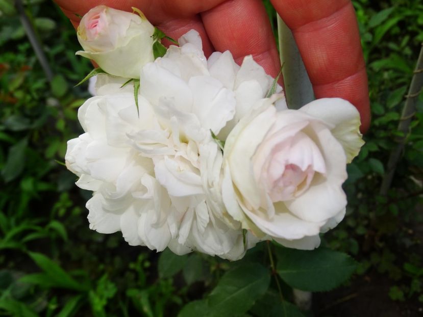  - Stephanie Baronin Zu Guttenberg