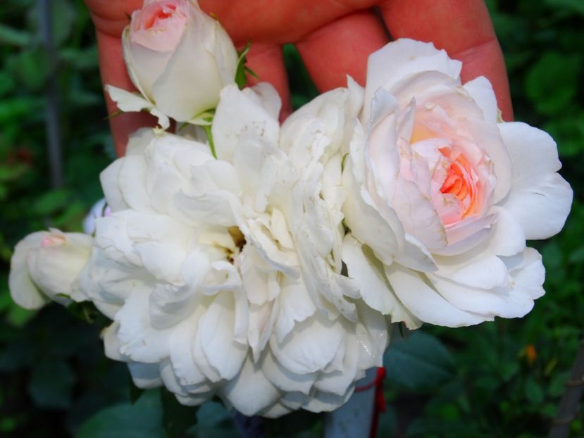  - Stephanie Baronin Zu Guttenberg