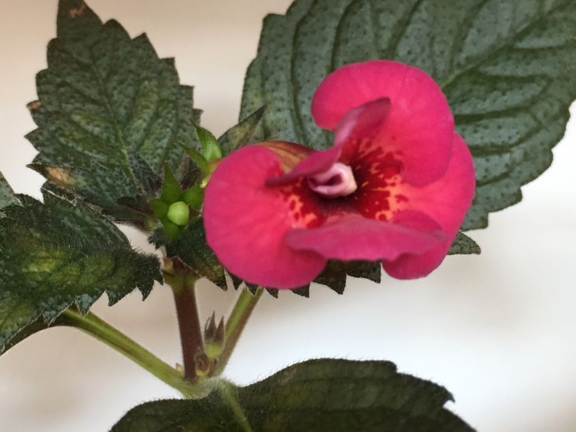 Hard to Get - Achimenes 2018