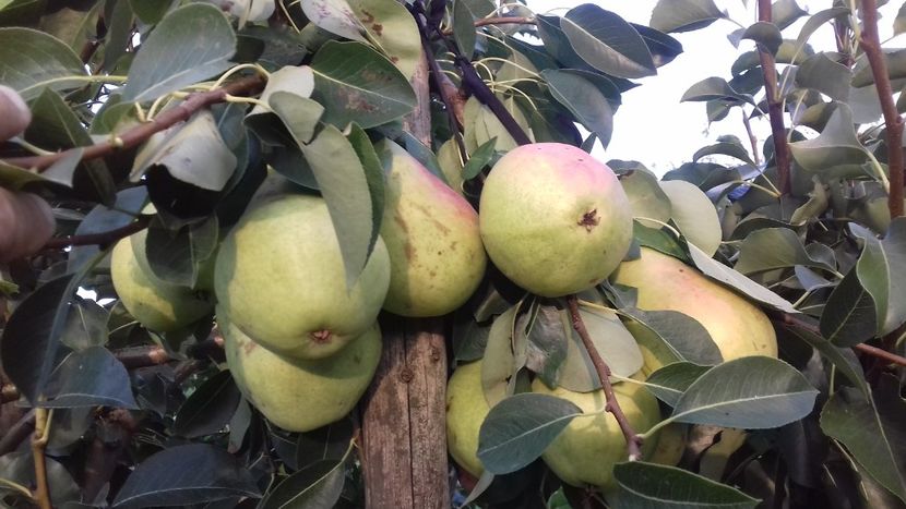  - Păr de la dl Gigi