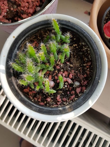 Pitaya - Cactusi2018