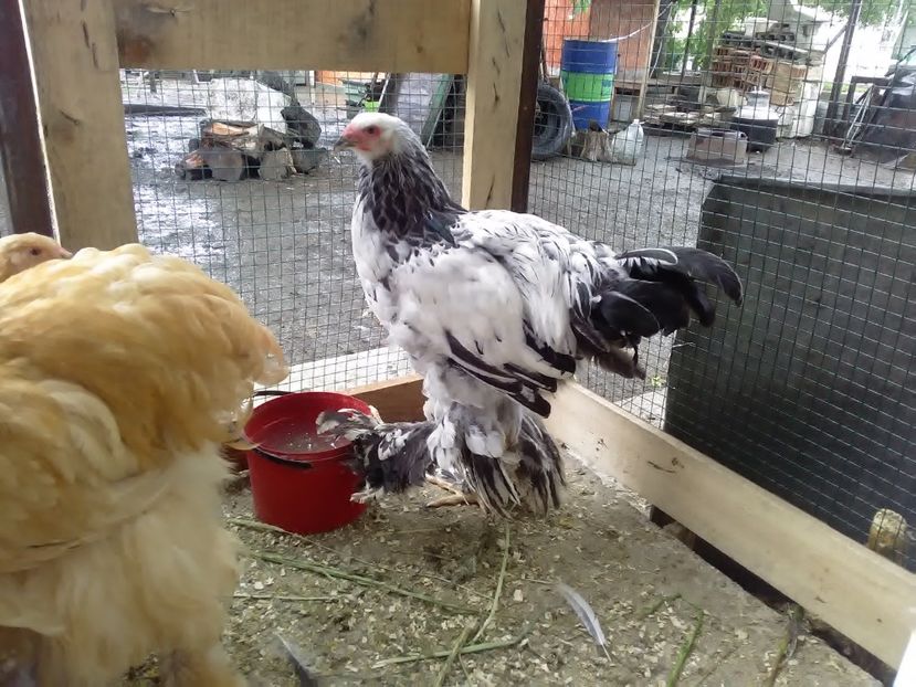 P_20180716_174428 - Brahma 2018 tineret