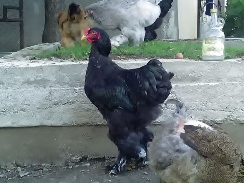 P_20180711_203850 - Brahma 2018 tineret