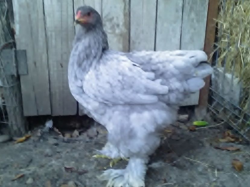 P_20180711_203447 - Brahma 2018 tineret