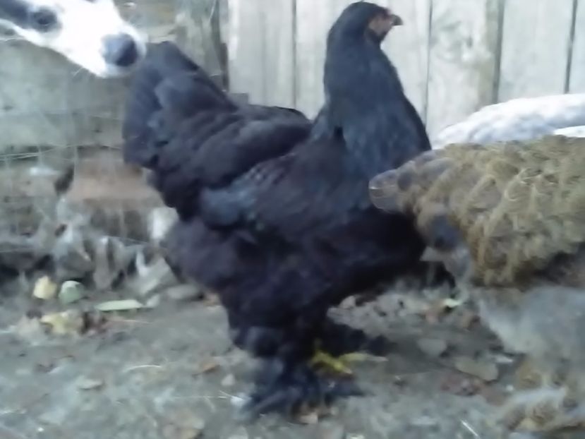 P_20180711_203409 - Brahma 2018 tineret