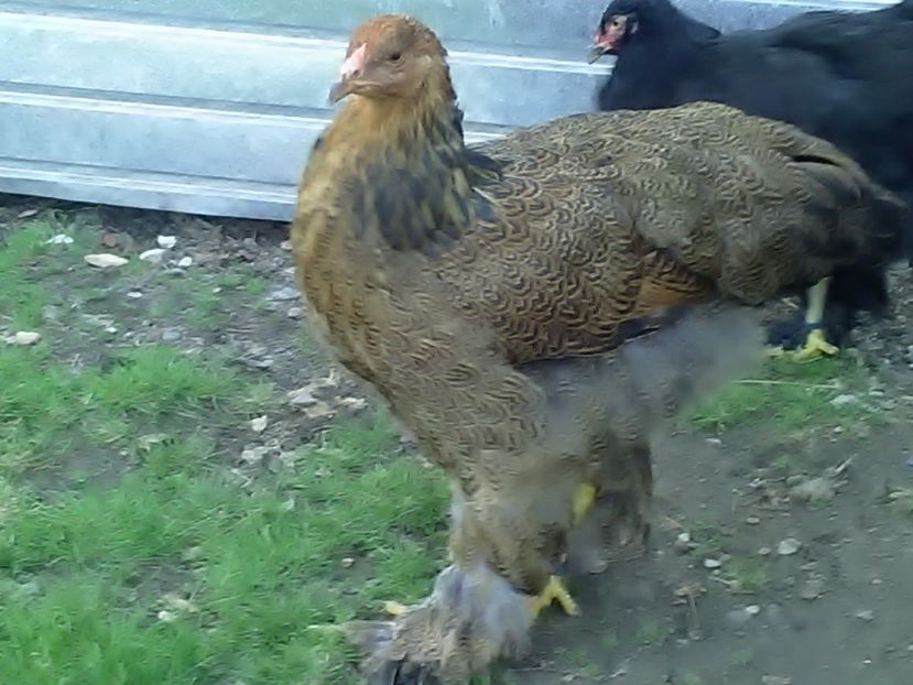 P_20180711_203058 - Brahma 2018 tineret