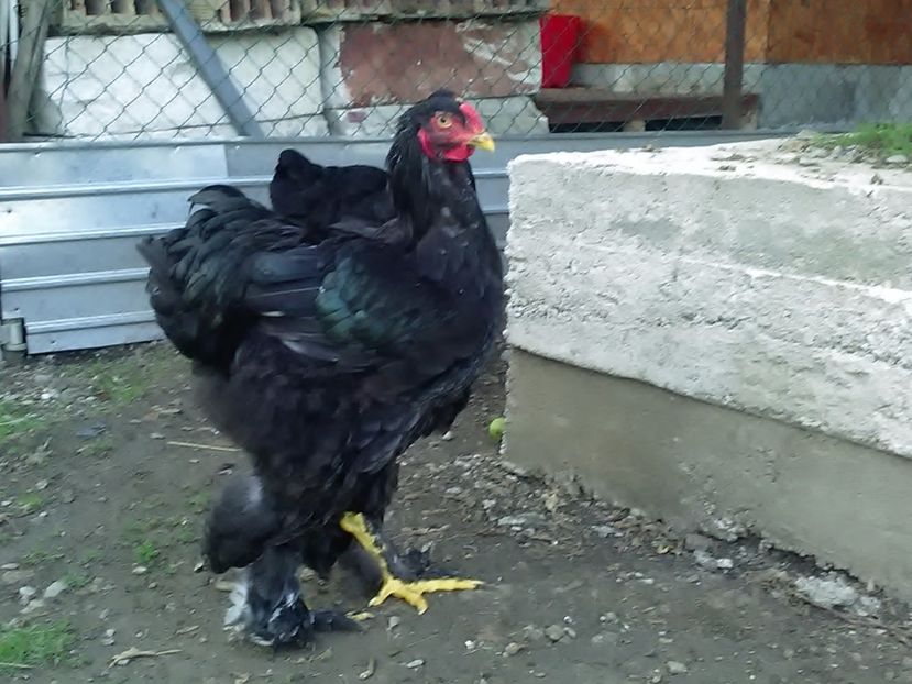 P_20180711_202951 - Brahma 2018 tineret