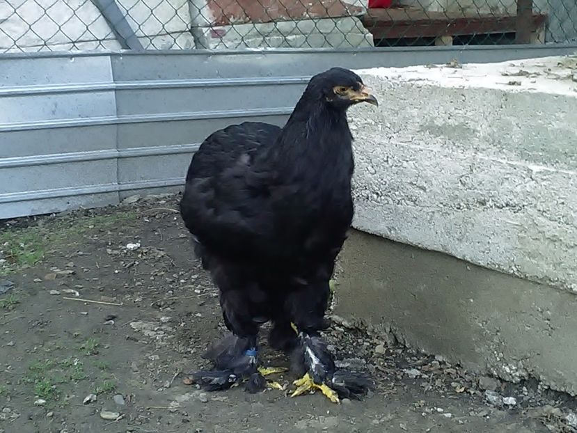 P_20180711_202859 - Brahma 2018 tineret