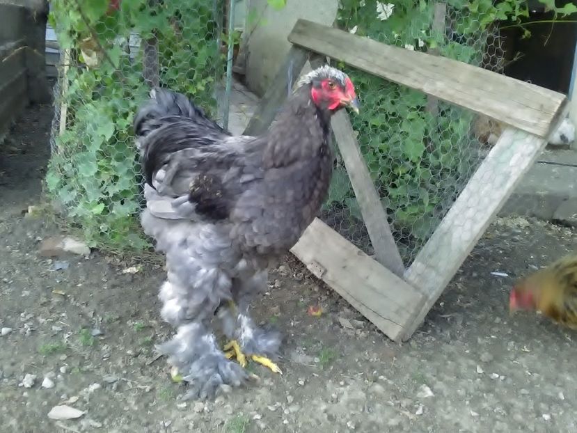 P_20180711_202726 - Brahma 2018 tineret