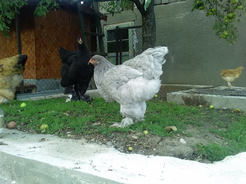 P_20180711_202547 - Brahma 2018 tineret