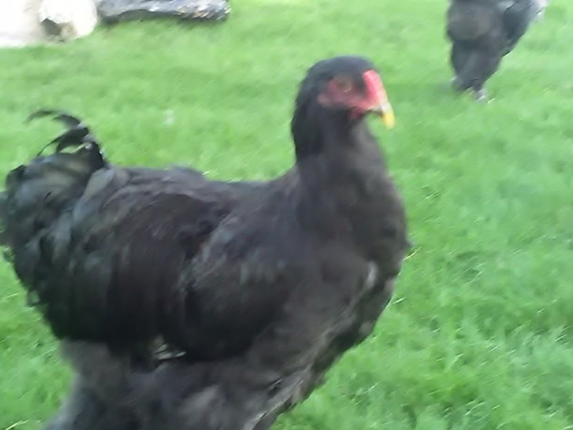 P_20180711_202529 - Brahma 2018 tineret