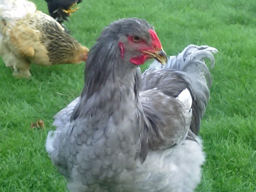 P_20180711_202510 - Brahma 2018 tineret